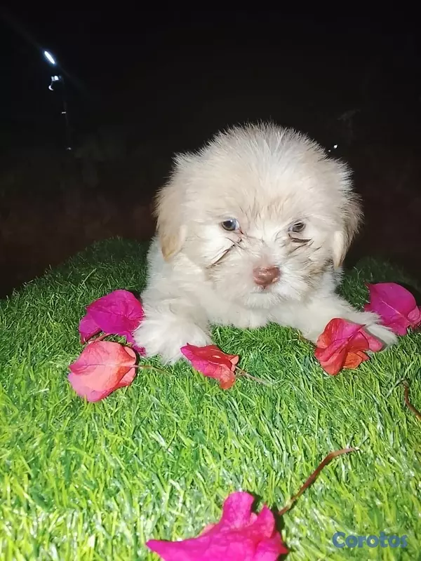 animales y mascotas - Shipoo Disponibles  18
