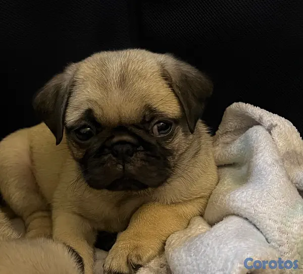animales y mascotas - Cachorros Pug, hembra y macho. 3