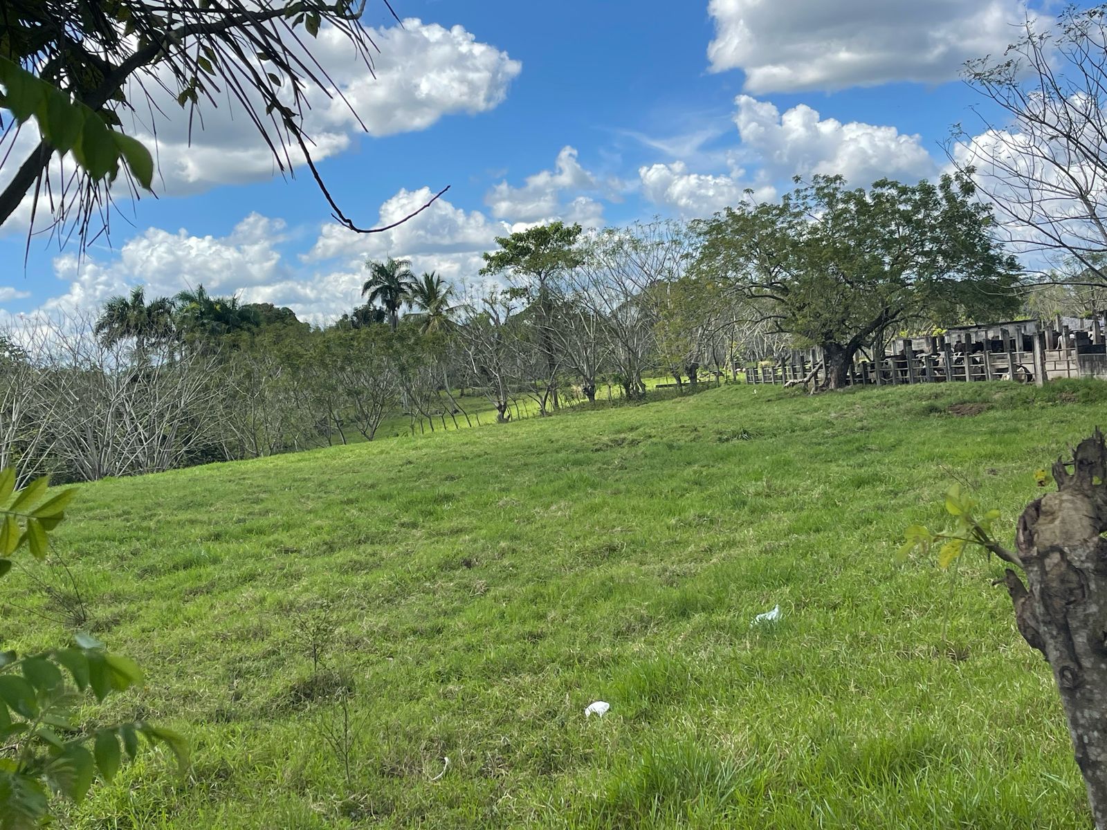solares y terrenos - FINCA 1,000 TAREAS HACIENDA ESTRELLA, POR PARTES O COMPLETA, A LA ORILLA CARRETE 2