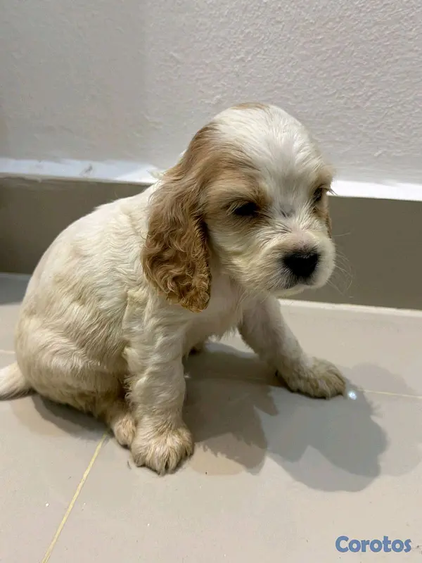 animales y mascotas - hermosos Cachorros de cocker spaniel  2