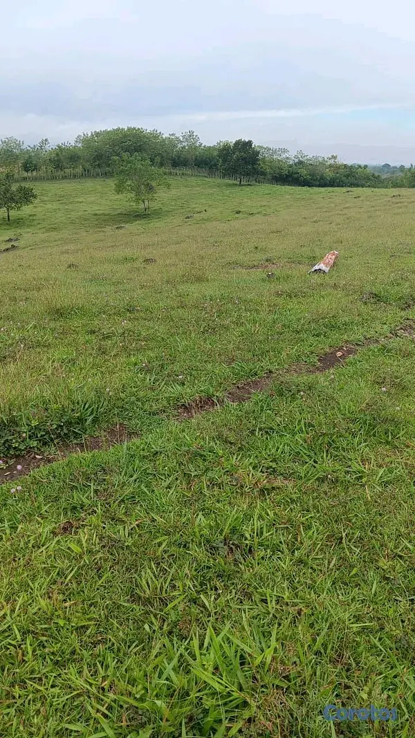 solares y terrenos - finca de 376 tareasen sabana grande de boya  6