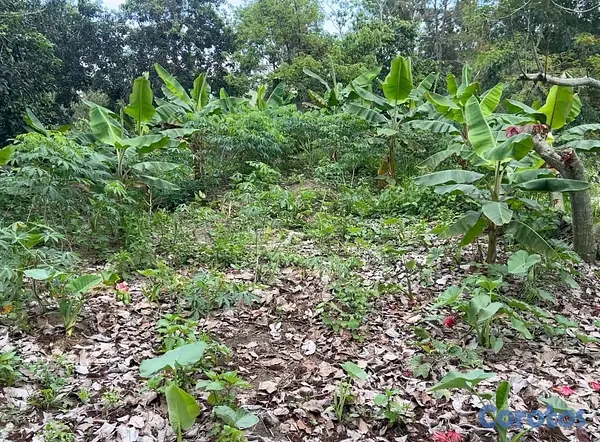 solares y terrenos - TERRENO EN VENTA – JAMAMÚ, SAN JOSE DE LAS MATAS 6