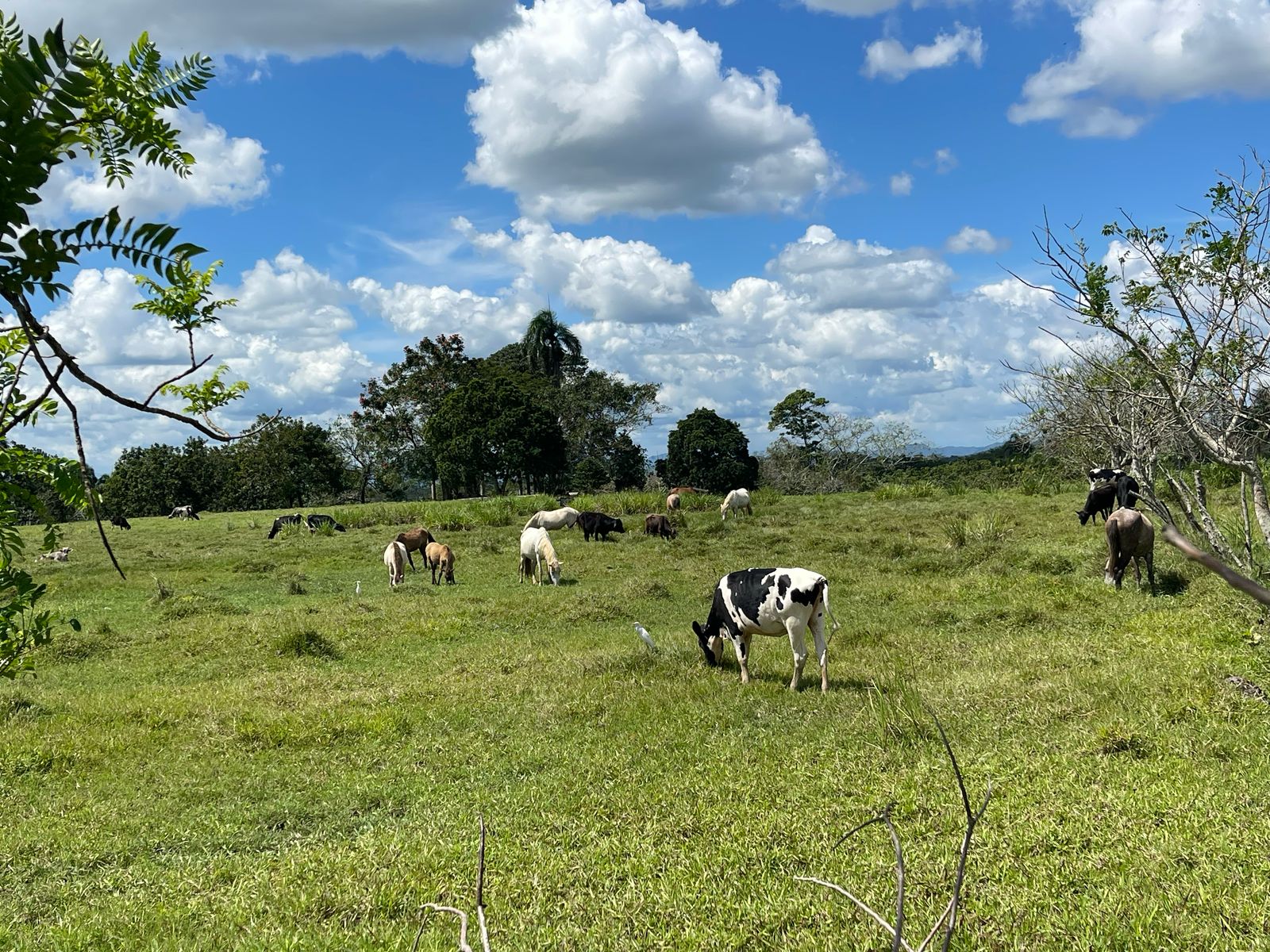 solares y terrenos - FINCA 1,000 TAREAS HACIENDA ESTRELLA, POR PARTES O COMPLETA, A LA ORILLA CARRETE 0