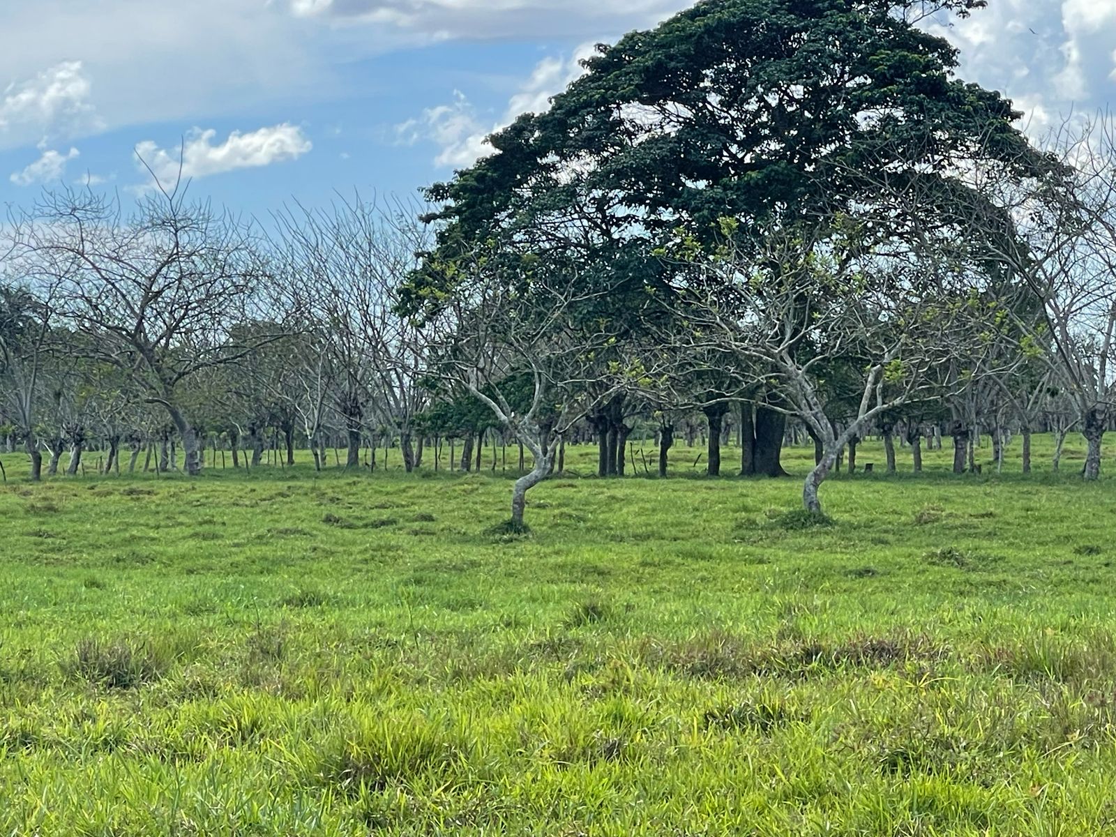 solares y terrenos - FINCA 1,000 TAREAS HACIENDA ESTRELLA, POR PARTES O COMPLETA, A LA ORILLA CARRETE 1