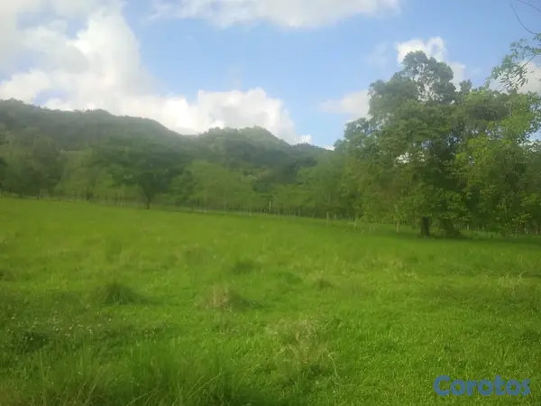 solares y terrenos - finca de 570 tareas en madre vieja sosua  7