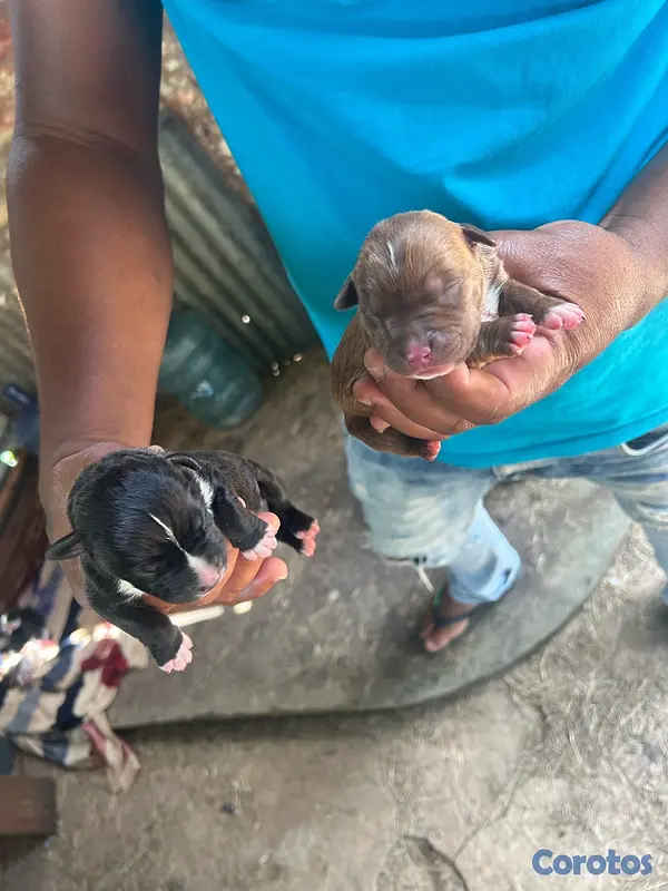 animales y mascotas - pitbulls  3