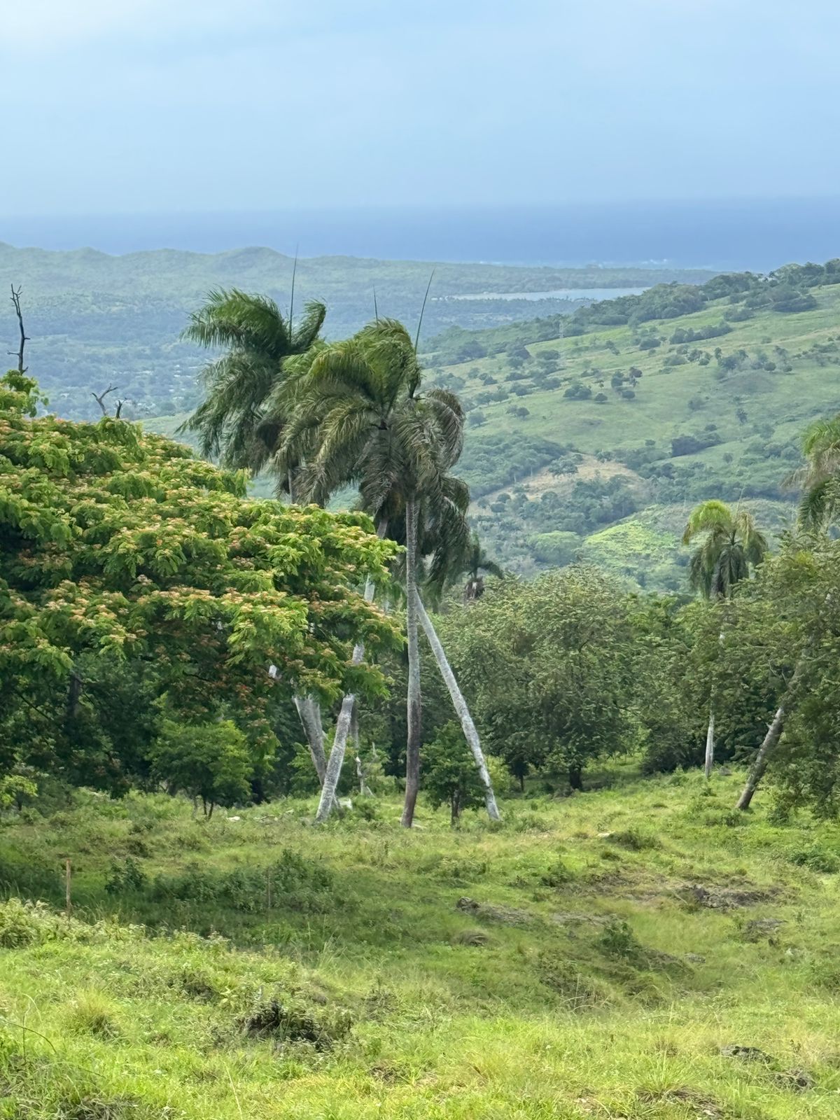 solares y terrenos - 🌿 Tropical Breeze Cupey – Proyecto Ecológico 