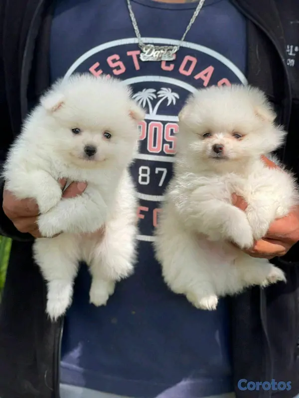 animales y mascotas - hermosos cachorritos  pomerania mini  2