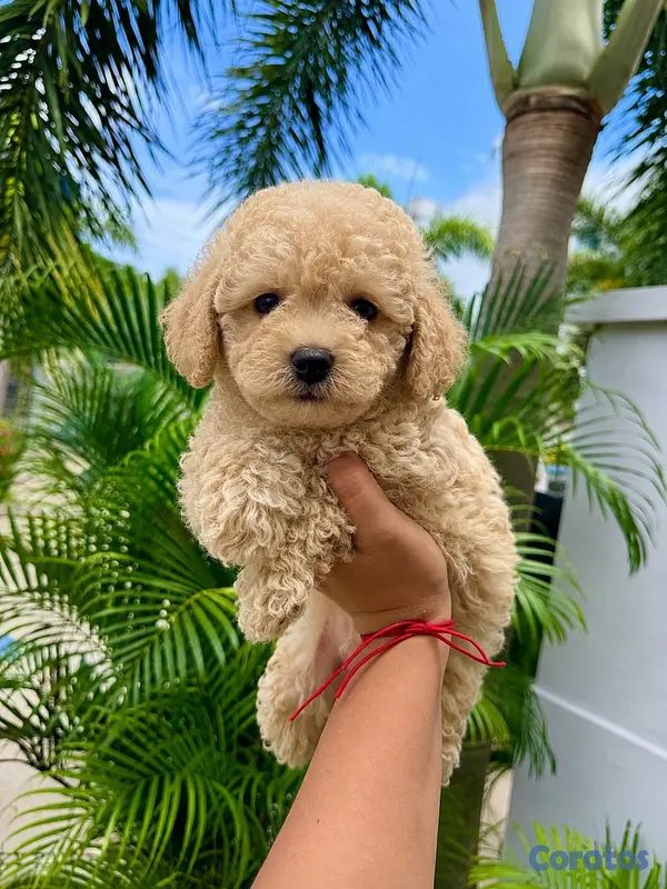 servicios profesionales - POODLE TOY  2