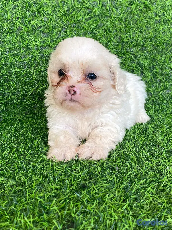 animales y mascotas - hermosos cachorritos de shipoo toy  9