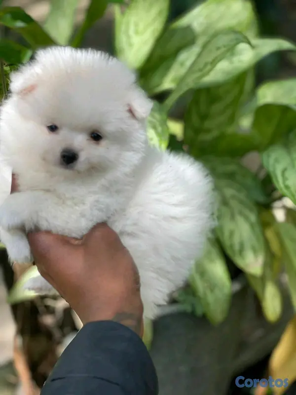 animales y mascotas - hermosos cachorritos  pomerania mini  3