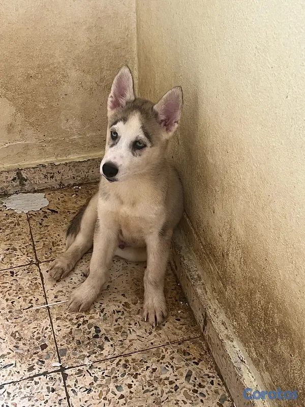 animales y mascotas - cachorros Husky listo para su nuevo hogar  6
