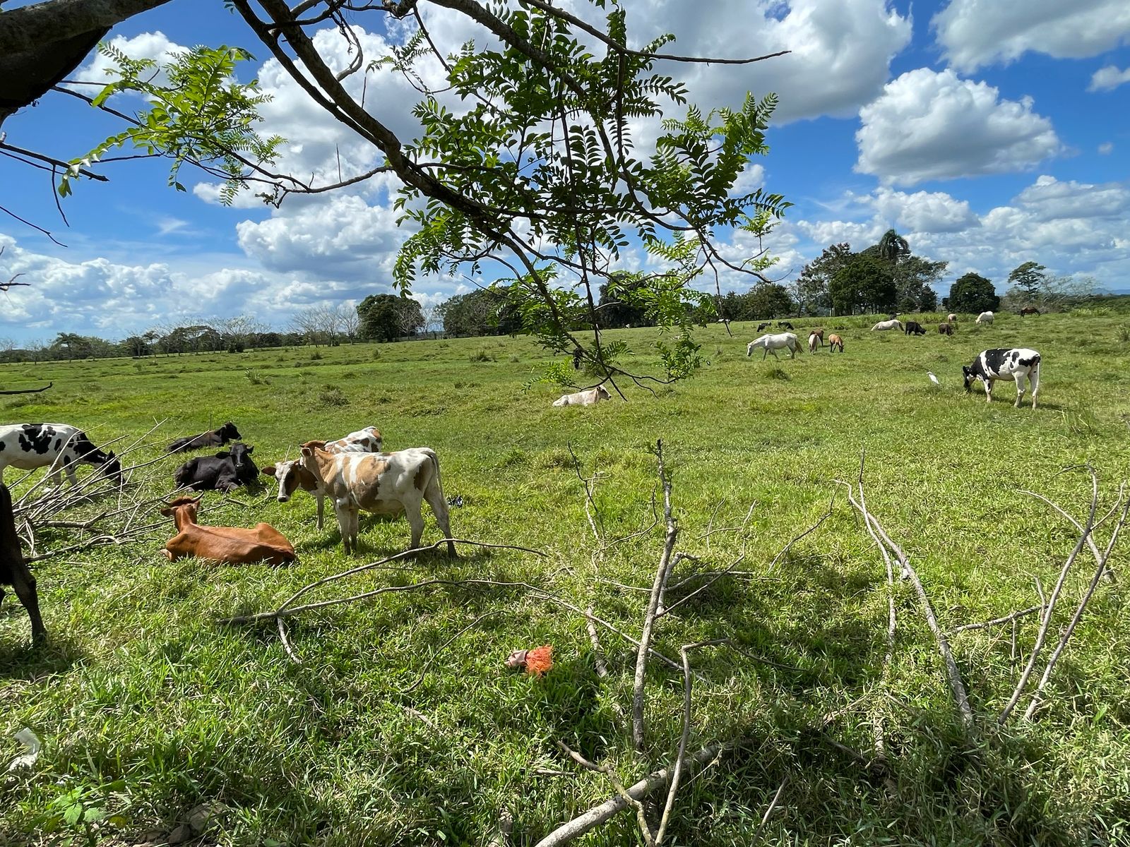 solares y terrenos - FINCA 1,000 TAREAS HACIENDA ESTRELLA, POR PARTES O COMPLETA, A LA ORILLA CARRETE 5