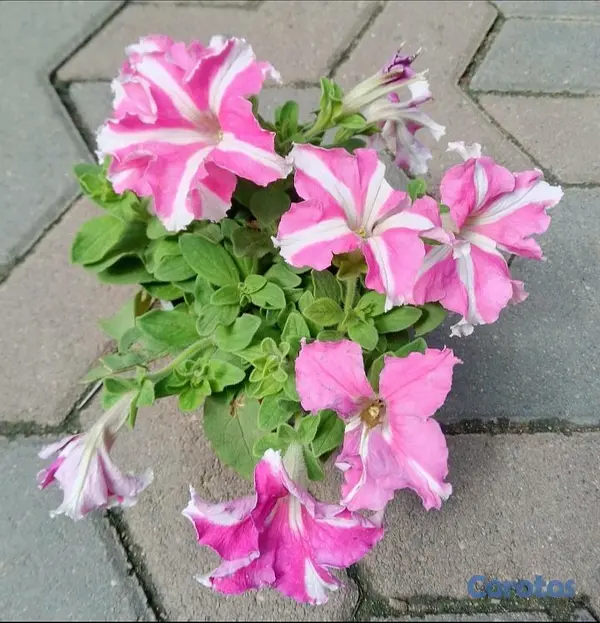 decoración y accesorios - Oferta de Petunias al Por mayor y detalle  5