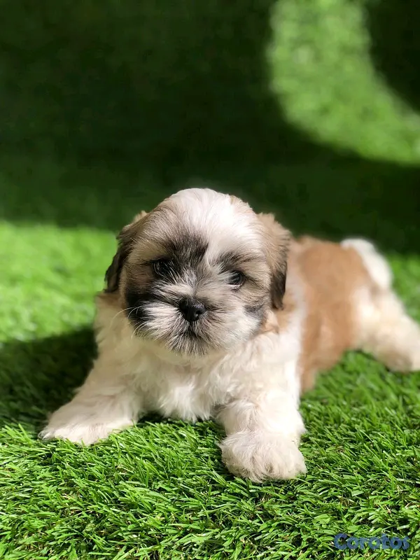 animales y mascotas - hermosos cachorritos shipoo toy  2