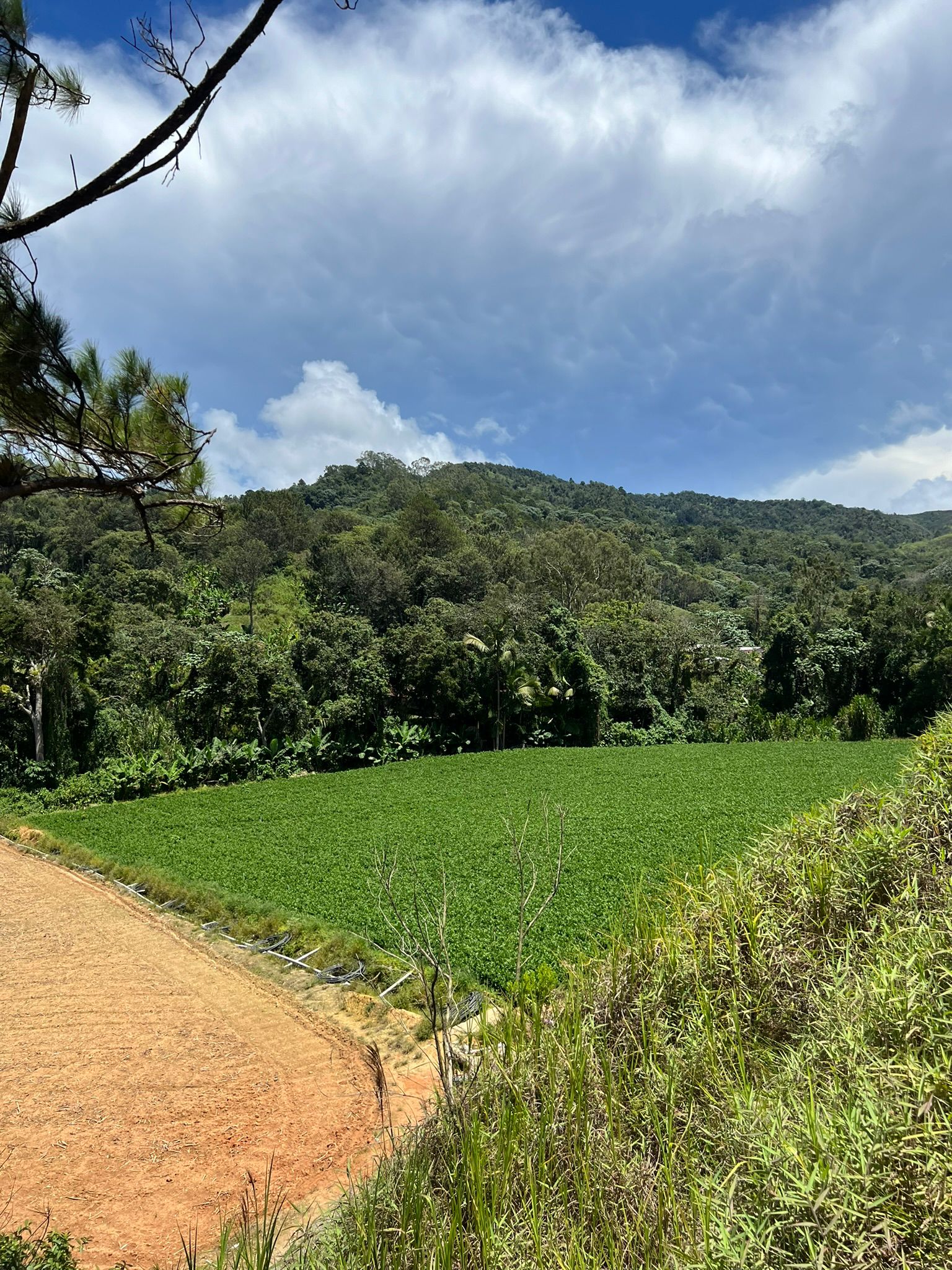 solares y terrenos - Finca Agricola en Constanza 2795 tareas  3