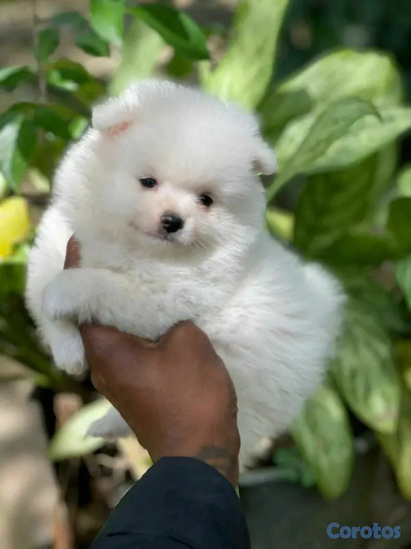 animales y mascotas - hermosos cachorritos  pomerania mini  4