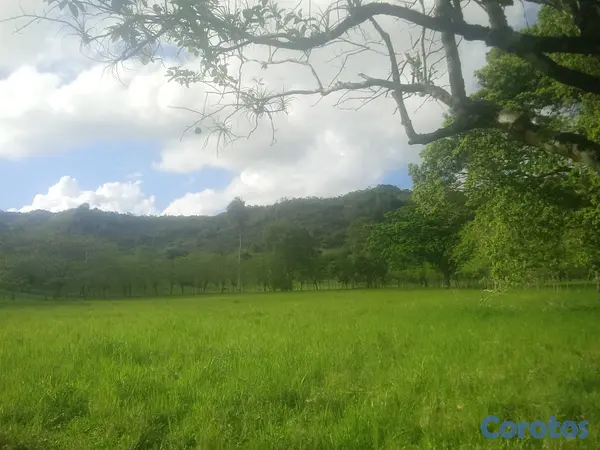 solares y terrenos - finca de 570 tareas en madre vieja sosua  9