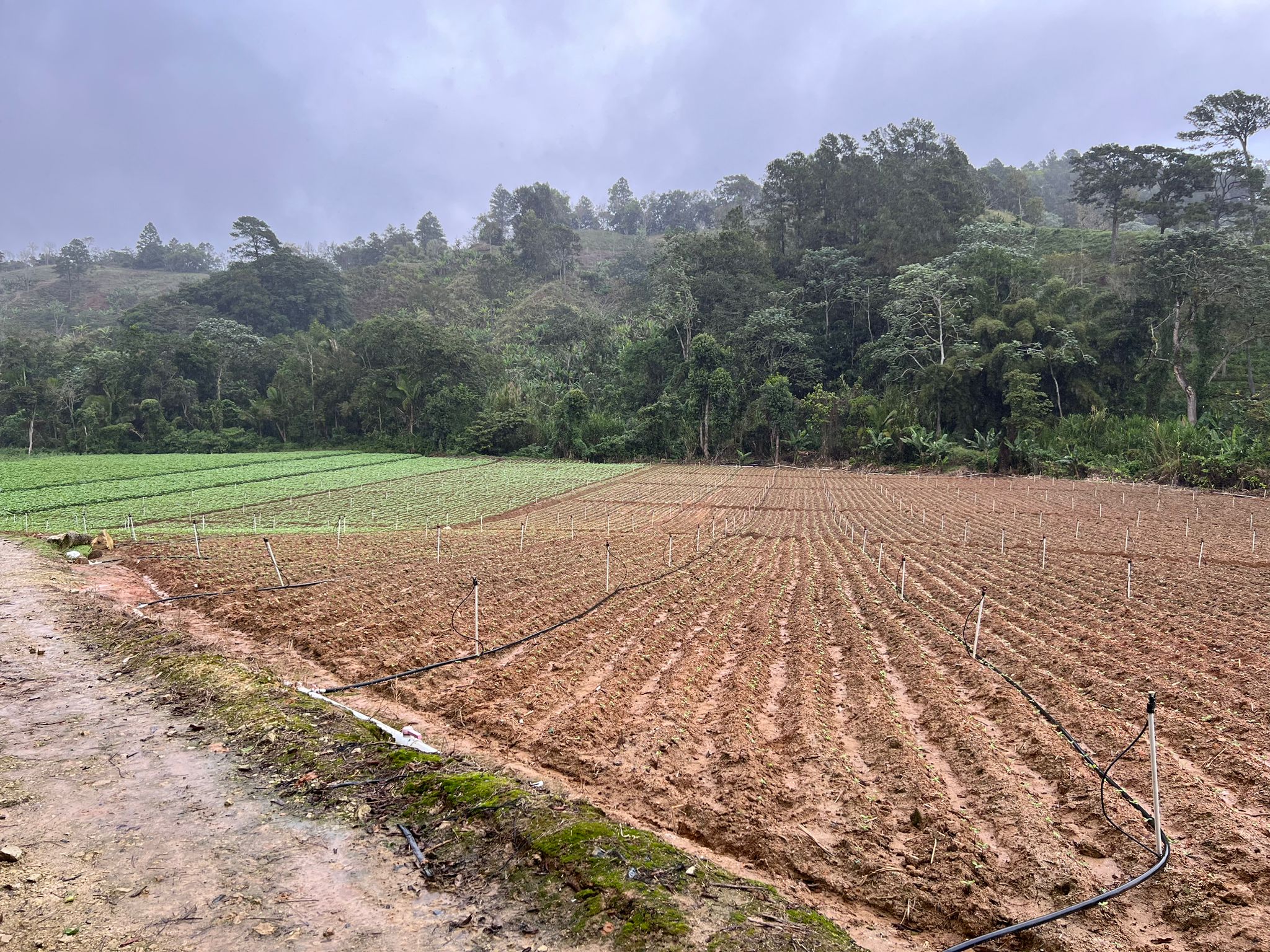 solares y terrenos - Finca Agricola en Constanza 2795 tareas  0
