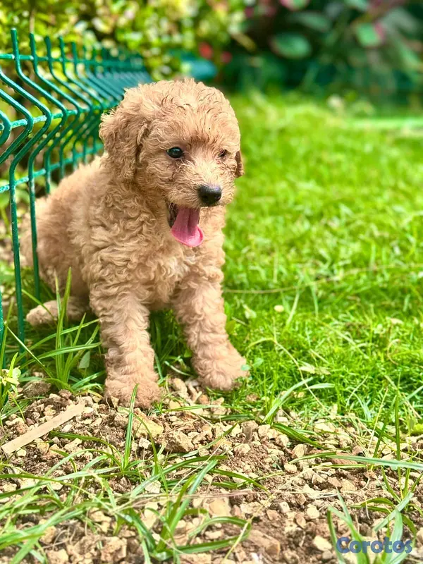 animales y mascotas - hermosos cachorritos poodle caniche  3