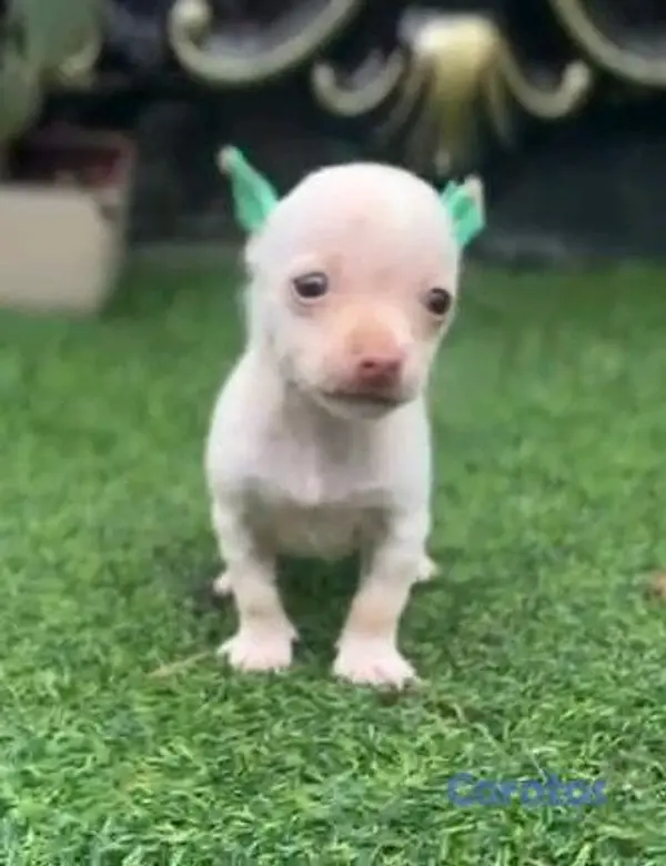 animales y mascotas - hermosos cachorritos de Chihuahua  5