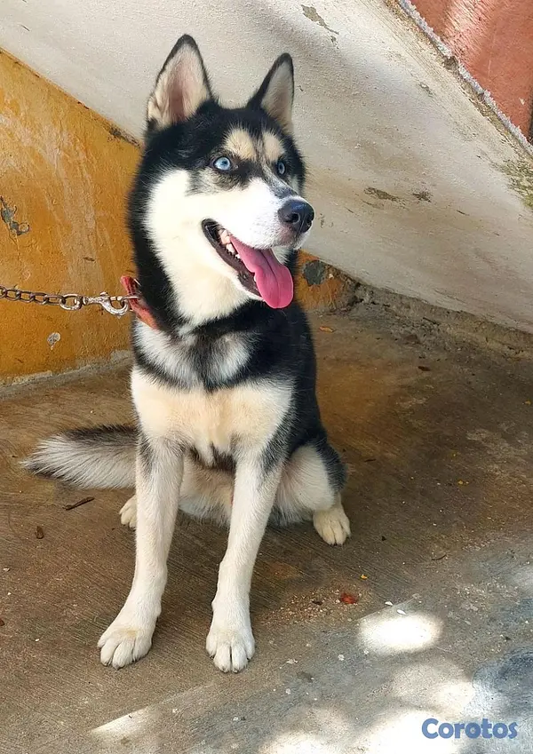 animales y mascotas - Hermosos Husky Siberianos Puros 4