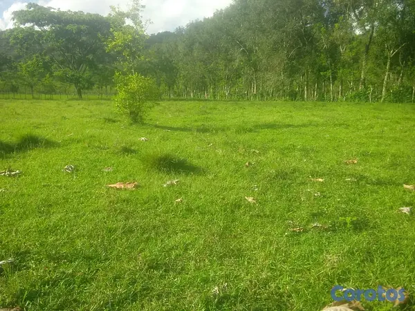 solares y terrenos - finca de 570 tareas en madre vieja sosua  10