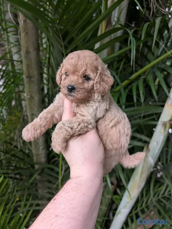 animales y mascotas - hermosos cachorritos goldendoodle  3