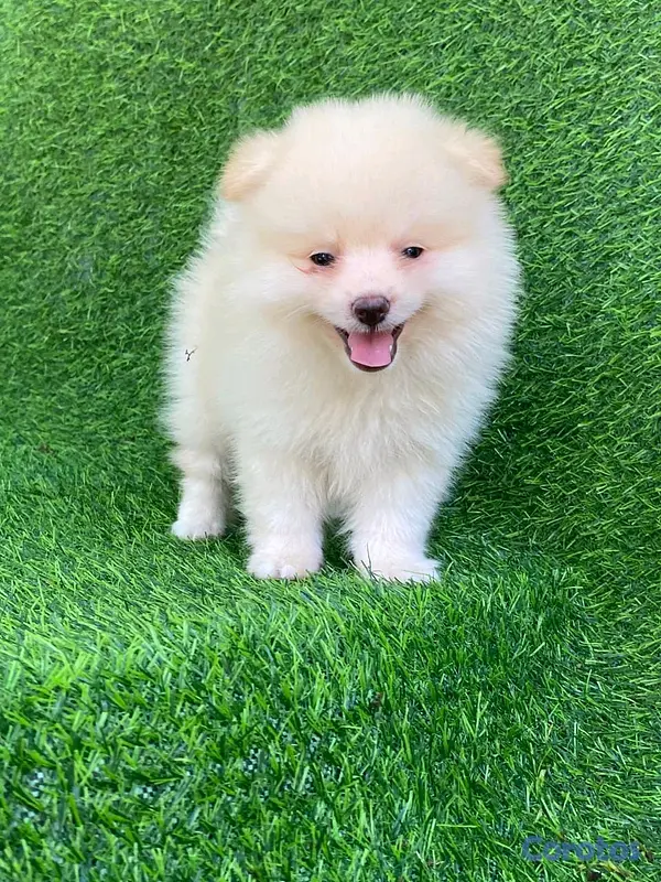 animales y mascotas - pomerania  2