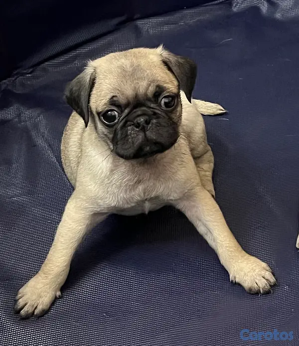 animales y mascotas - Cachorros Pug, hembra y macho. 4