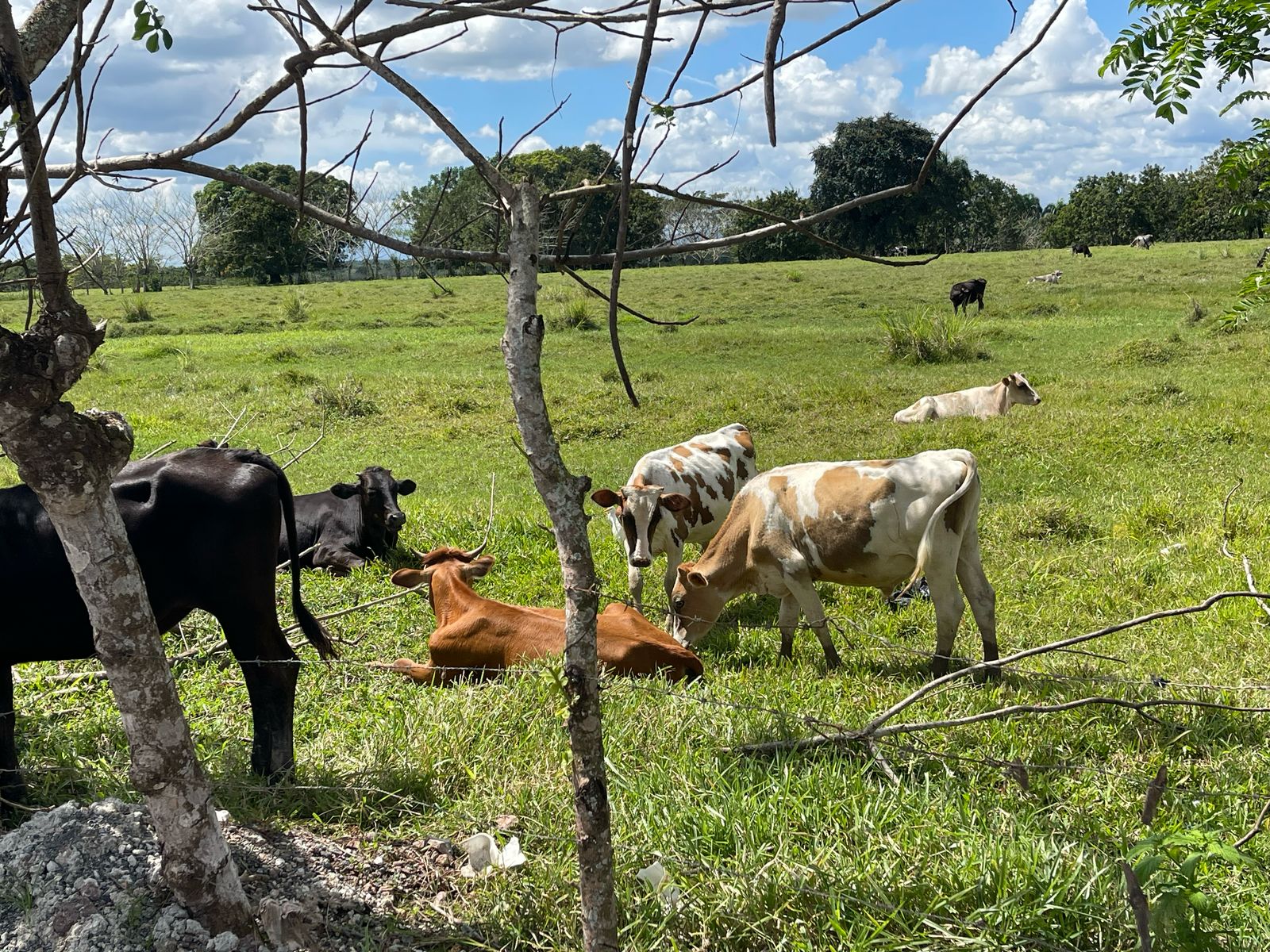 solares y terrenos - FINCA 1,000 TAREAS HACIENDA ESTRELLA, POR PARTES O COMPLETA, A LA ORILLA CARRETE 7