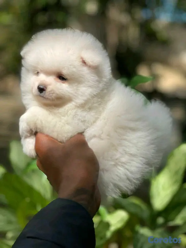 animales y mascotas - hermosos cachorritos  pomerania mini  6
