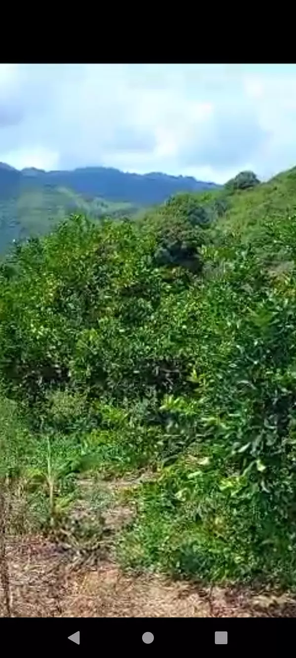 solares y terrenos - Finca Agroforestal 2,400 tareas, Loma de Cabrera 4