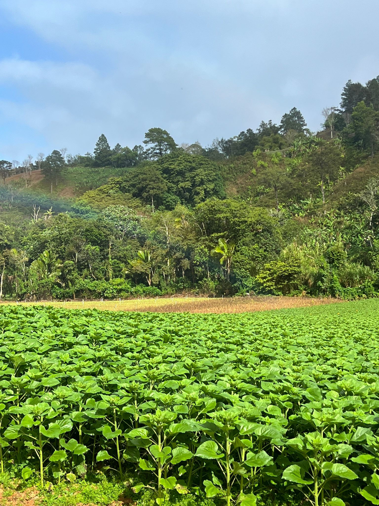 solares y terrenos - Finca Agricola en Constanza 2795 tareas  2