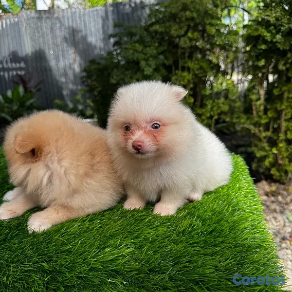 animales y mascotas - Pomerania  3