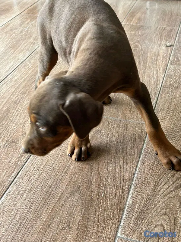 animales y mascotas - Camada perros Doberman 2