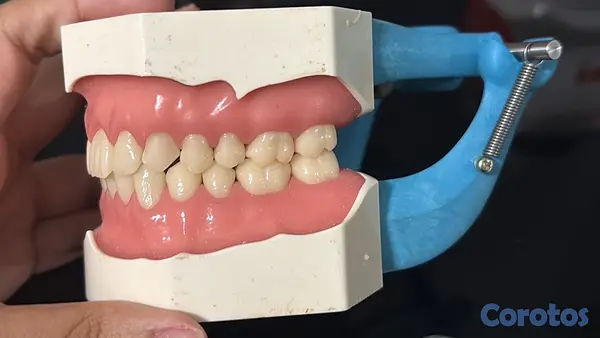 Salud y Equipamiento Médico - Dentoformo P-Oclusa 3