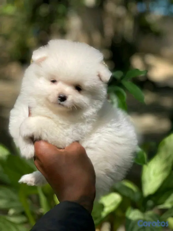 animales y mascotas - hermosos cachorritos  pomerania mini  8