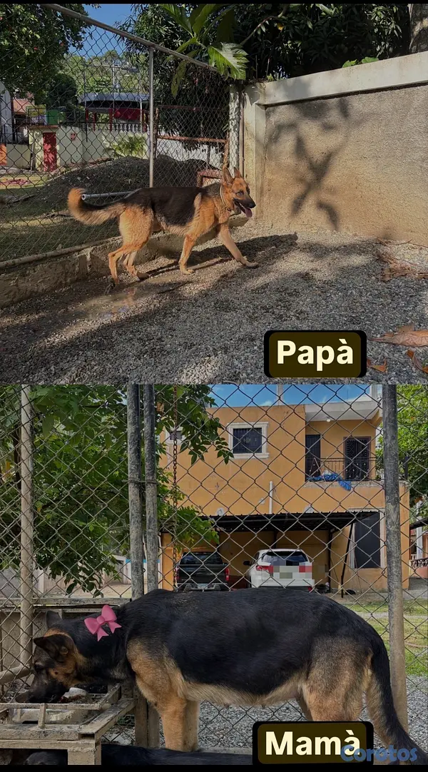 animales y mascotas - Pastor Alemán  5