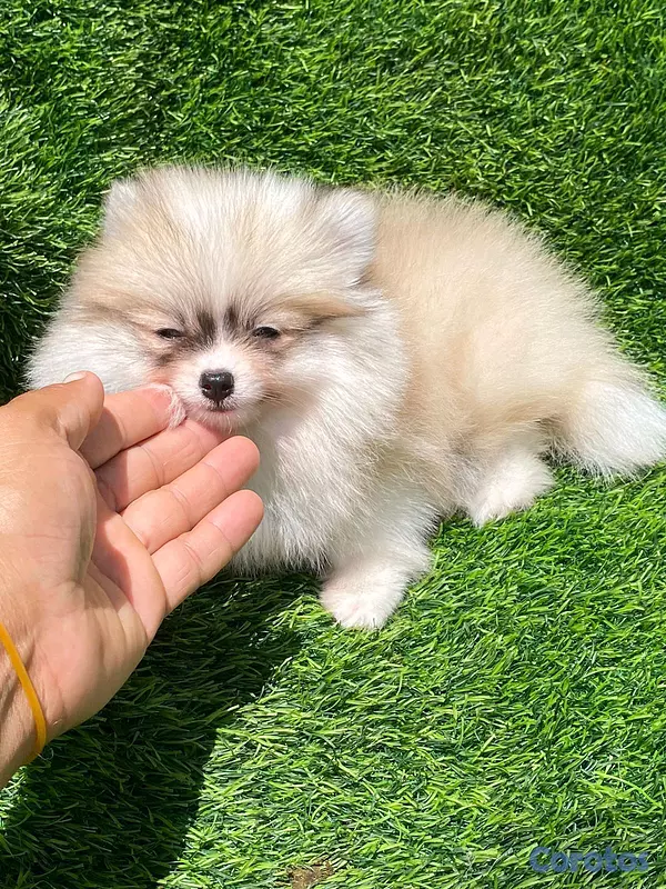 animales y mascotas - hermosos cachorritos  pomerania mini  3