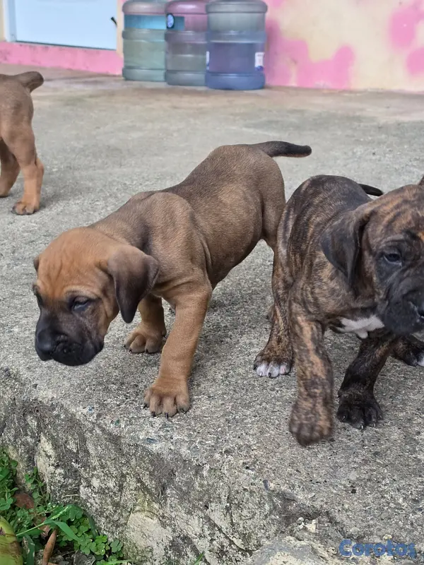 animales y mascotas - Fila brasileño  5