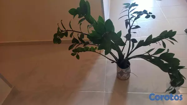herramientas, jardines y exterior - Zamioculca, zz, planta ornamental, decoracion, cas 4