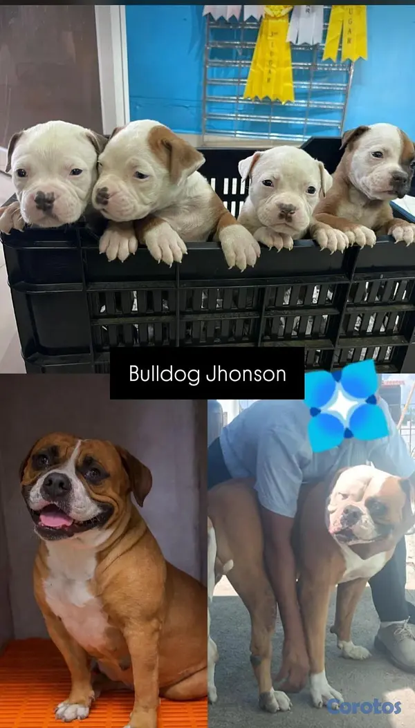 animales y mascotas - EXCELENTES EJEMPLARES BULLDOG AMERICANO 1