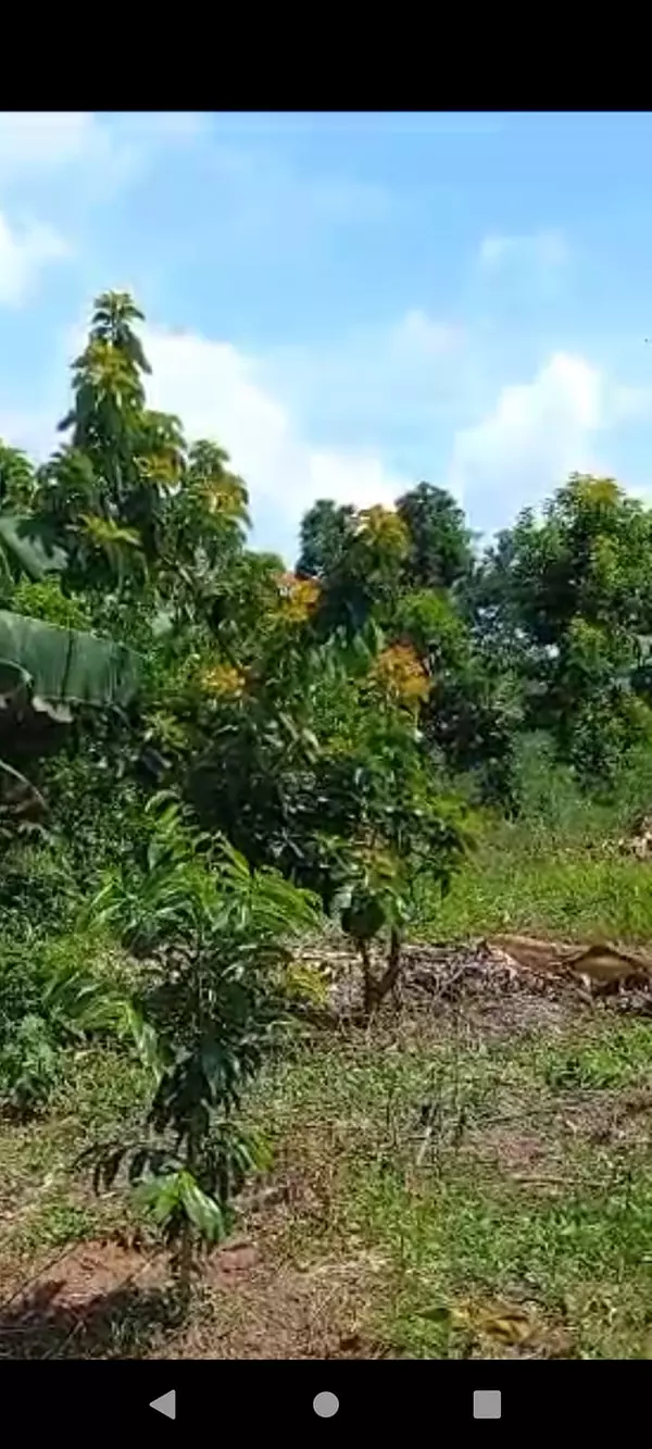 solares y terrenos - Finca Agroforestal 2,400 tareas, Loma de Cabrera 8
