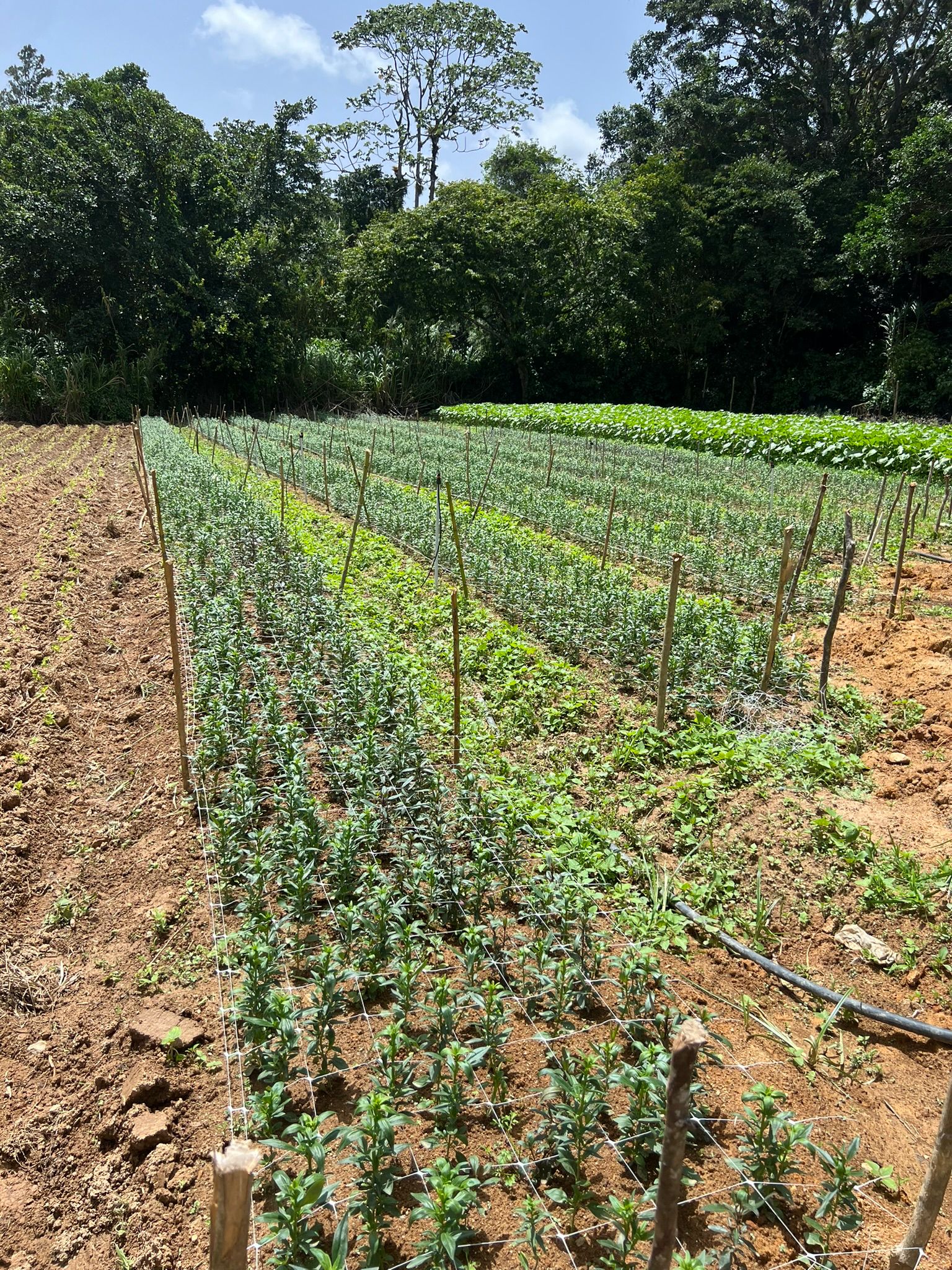 solares y terrenos - Finca Agricola en Constanza 2795 tareas  6