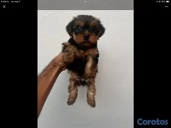 animales y mascotas - yorkie mini en especial  3