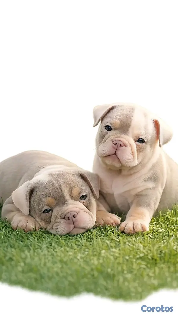 animales y mascotas - hermosos Cachorros de buldog inglés  3