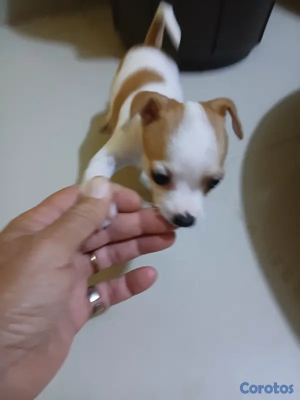 animales y mascotas - Jack Russell Terrier Mini  5