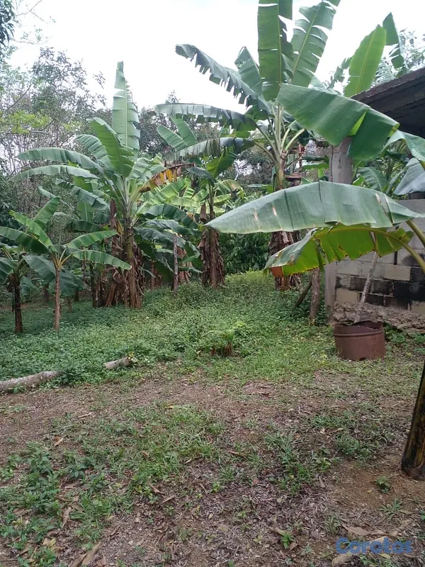 solares y terrenos - finca de 125 tareas  en bayaguana  9