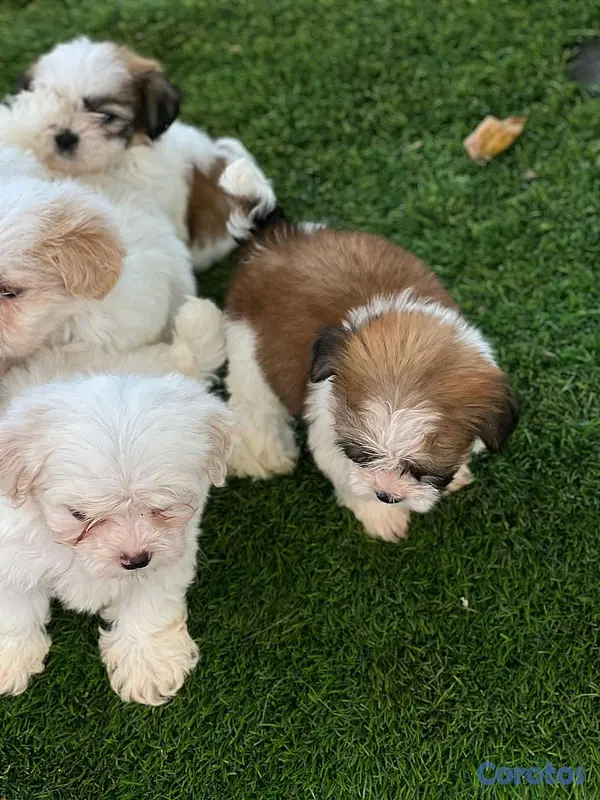 animales y mascotas - hermosos cachorritos de shipoo toy  4